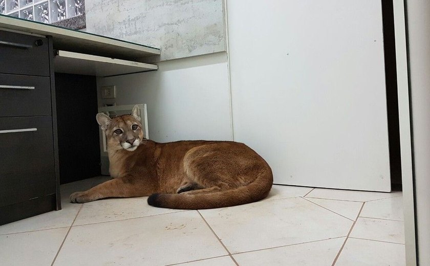 Onça é encontrada em empresa de Itapecerica da Serra, Grande São Paulo