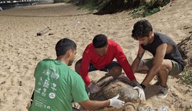 Tartaruga - de - pente desova na praia de Cruz das Almas