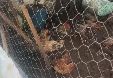Vídeo: mais de 20 galinhas foram mortas de forma misteriosa em Taquarana
