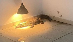 Jacaré mantido em cativeiro dentro de apartamento acende alerta sobre a posse ilegal de animais silvestres