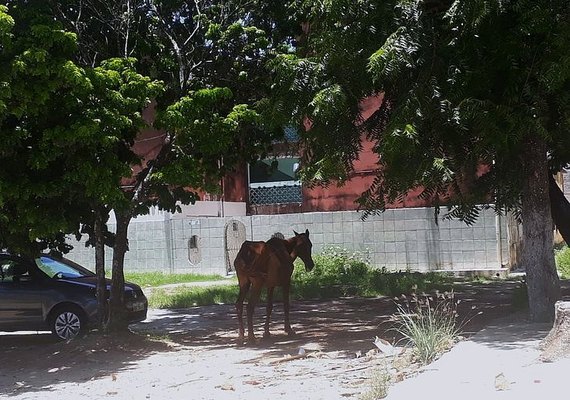 Grupo orienta moradores sobre retirada de animais em simulado