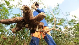 BNB impulsiona mandiocultura no Agreste com crédito, melhoramento genético e inserção no mercado italiano