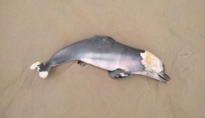 Filhote de Golfinho é encontrado morto na Praia do Francês