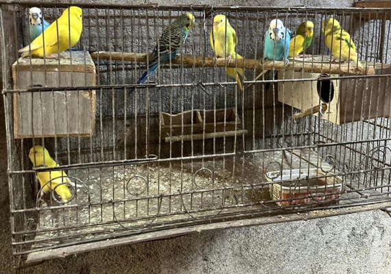 Mais de 120 animais silvestres são resgatados pela PM durante o fim de semana