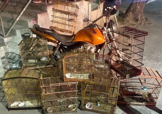 Batalhão Ambiental apreende arma, recupera moto roubada e resgata animais silvestres