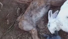 Moradores planejam instalar câmeras para flagrar animal que tem atacado criações