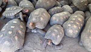 Entrega voluntária de animais silvestres é alternativa legal e responsável