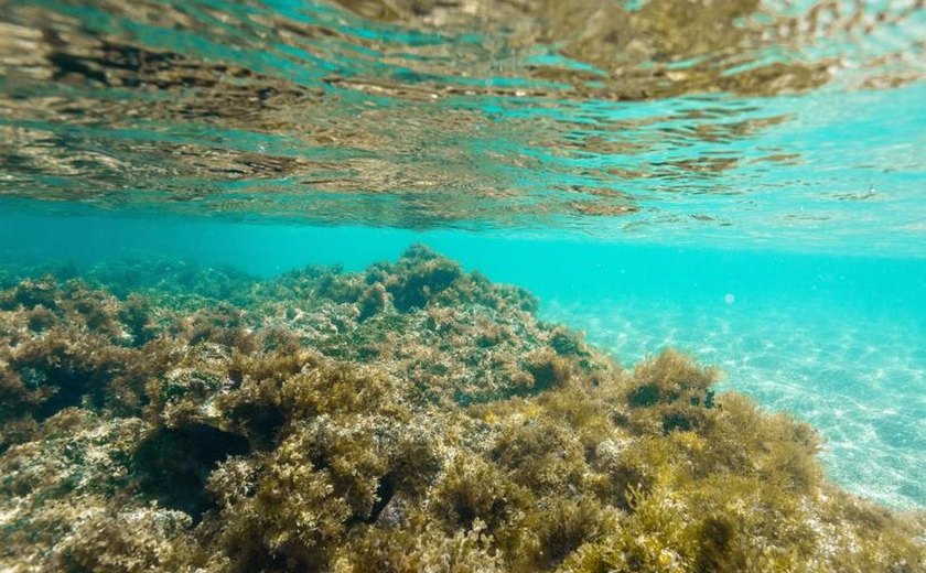 Justiça Federal suspende turismo na Lagoa Azul, em Maragogi