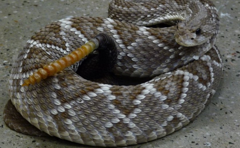 Cascavel é encontrada dentro de casa em Maragogi