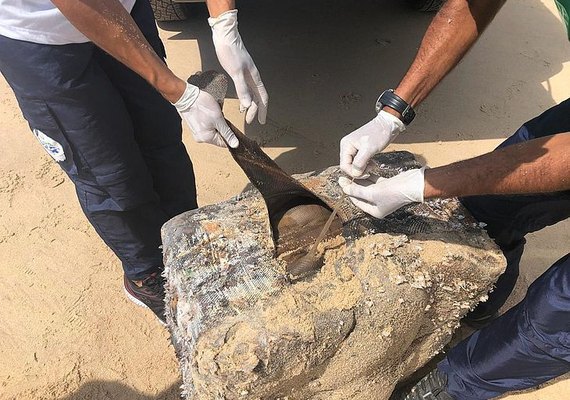 Estudo sobre óleo descobre origem de fardos