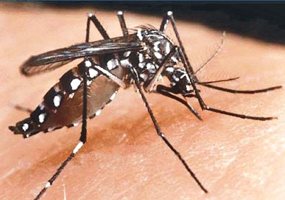 Minas Gerais confirma 83 mortes por febre amarela