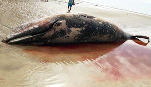 Baleia da espécie minke é encontrada morta em praia de Porto de Pedras