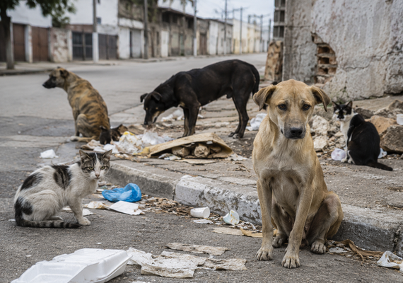Abandono de animais exige resposta do poder público, defende jornalista