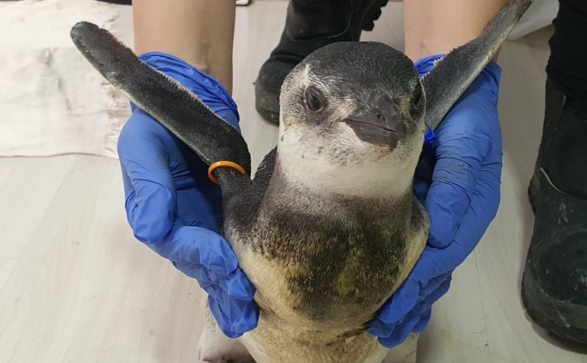 Começa temporada 2021 de pinguins na costa das regiões Sul e Sudeste do Brasil