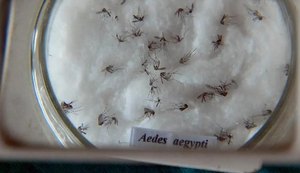 Alagoas registra 84 casos de dengue em 2024