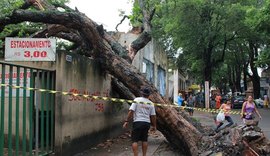 Maceió já registrou queda de 70 árvores durante chuvas das últimas semanas