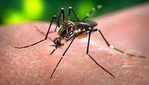 Zika: medo não afasta sonho da maternidade