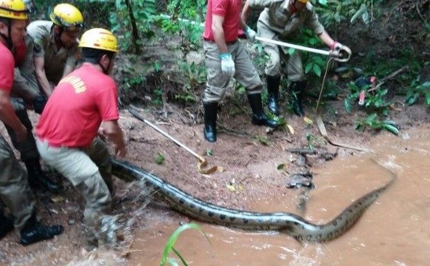 Sucuri de seis metros é capturada perto de condomínio em Goiás