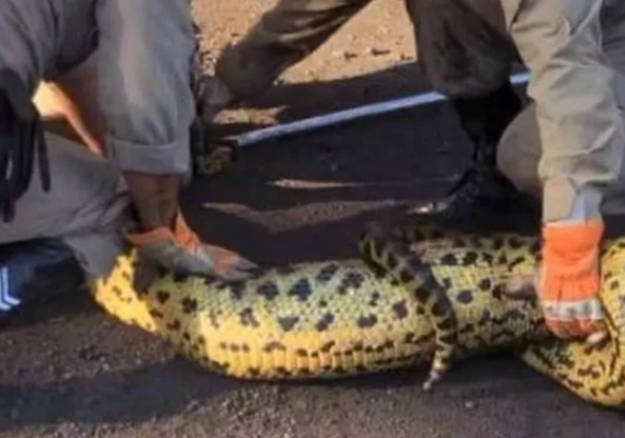 Cobra Sucuri de 4 m é captura após devorar cachorro dentro de uma empresa
