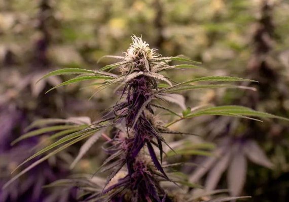 Uber abre espaço para venda de maconha recreativa no Canadá