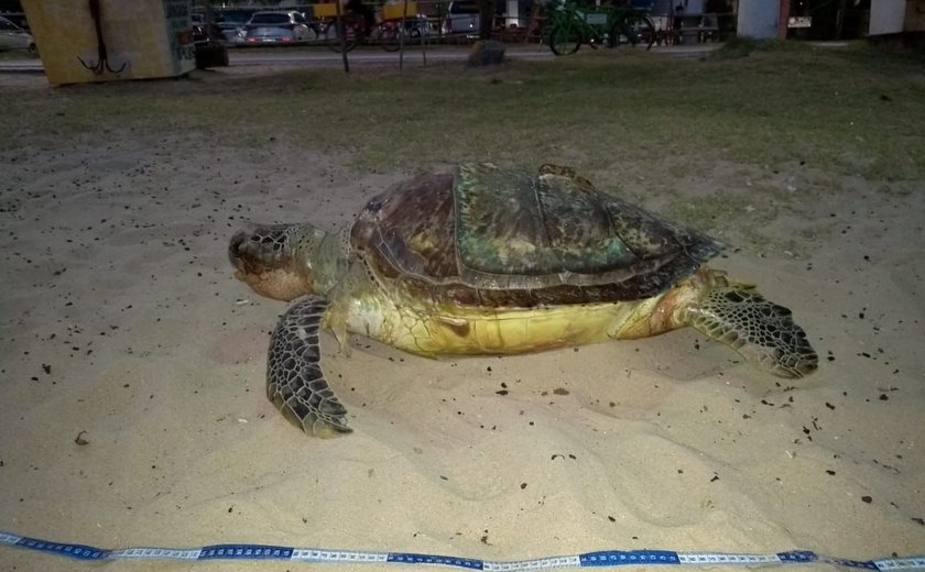 Mais uma tartaruga Marinha é encontrada morta