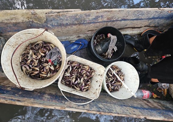 Polícia Militar flagra grupo que realizava captura proibida de caranguejo-uçá