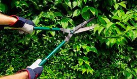 Poda de árvores em área particular requer autorização prévia da Prefeitura