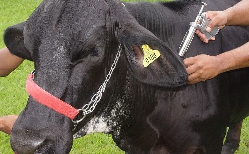 Pecuaristas iniciam vacinação contra febre aftosa em Alagoas