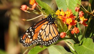 Cidades da Região Norte de Alagoas são invadidas por milhares de borboletas
