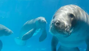 Peixes-boi Netuno e Paty foram contaminados