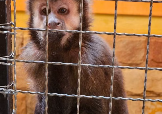 Homem é suspeito de fornecer drogas e bebida alcoólica a macaco-prego