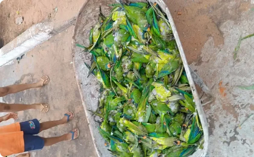 Tempestade derruba árvore e provoca morte de mais de 350 periquitos no Maranhão