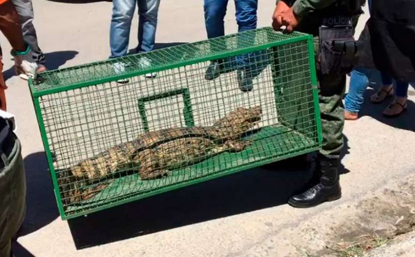 Jacaré é encontrado e resgatado em calçada de estabelecimento comercial