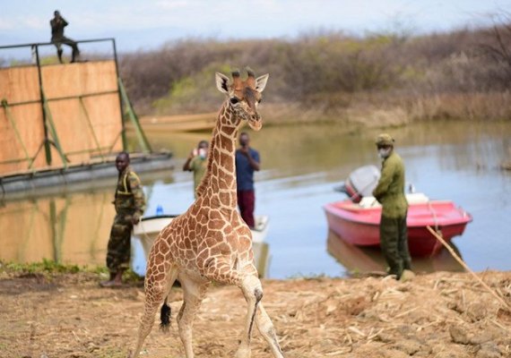Voluntários resgatam girafas presas em ilha inundada