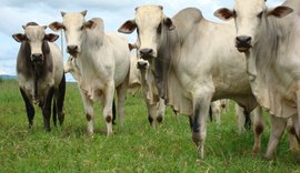 Desoneração do ICMS da carne bovina reduz preço da cesta básica