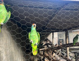 Mais sete papagaios-chauá chegam a Alagoas para reintrodução na natureza
