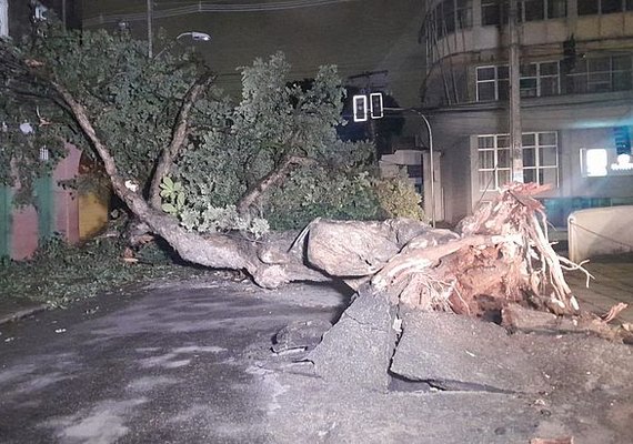 Árvore centenária tomba no Centro de Maceió