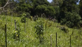 Revisão do IBGE: Mata Atlântica perde 1% de área e Cerrado ganha 1,8%