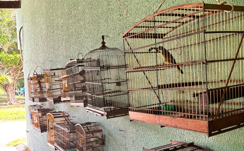 Fiscalizações ambientais da PM resultam na apreensão de 25 aves silvestres em Boca da Mata e Igaci