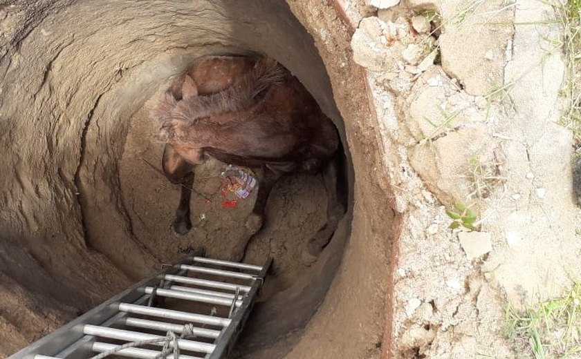 Cavalo cai em fossa desativada e é resgatado pelos Bombeiros em Marechal Deodoro