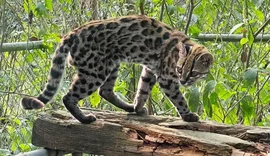 Nova espécie de felino é identificada em florestas da Bolívia