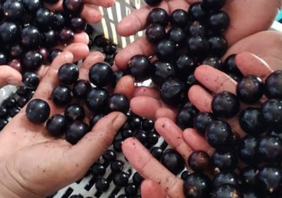 Cooperativa alagoana faz sucesso com produtos derivados da jabuticaba
