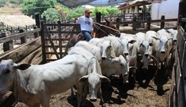 Alagoas registra 10 casos de raiva animal este ano