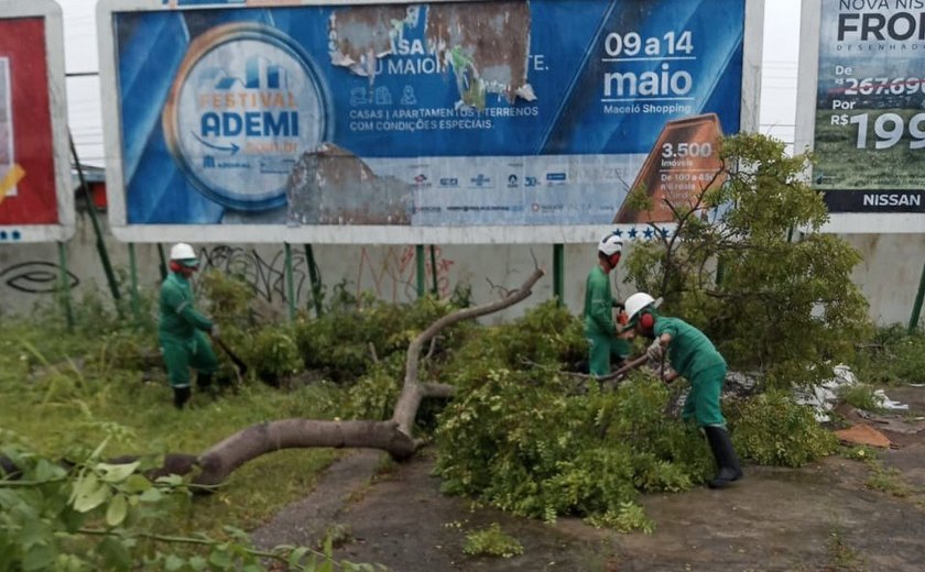 Prefeitura de Maceió intensifica poda de árvores em toda a capital