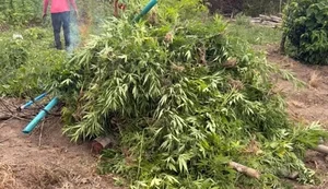 PF destrói mais de 4,2 mil pés de maconha em área de Pindorama, em Coruripe
