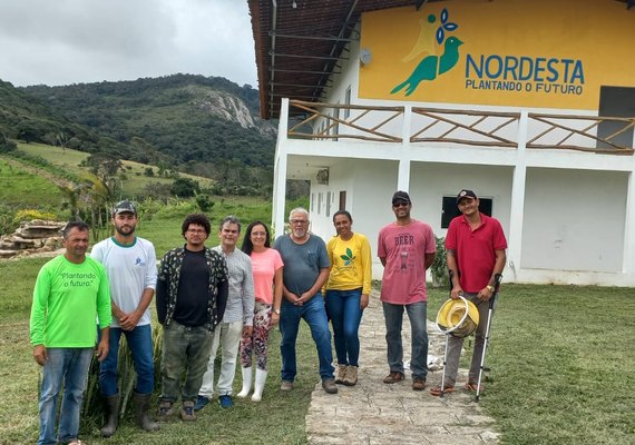 Nova própolis descoberta em Alagoas pode revolucionar tratamento anti-inflamatório
