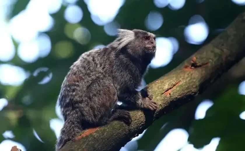 Morre mulher que havia contraído raiva humana após ser atacada por sagui