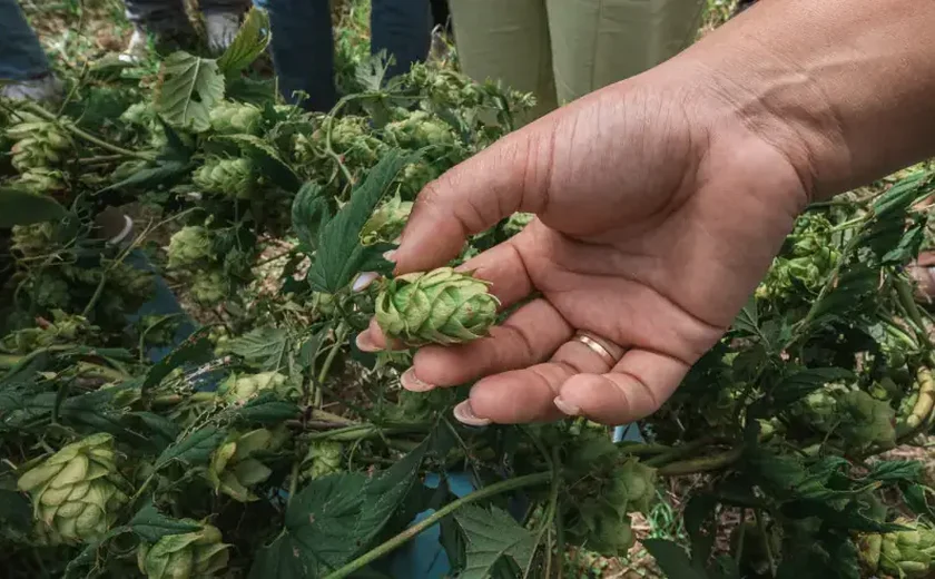 Cultivo pioneiro de lúpulo fortalece produção cervejeira e impulsiona inovação no campo em Alagoas