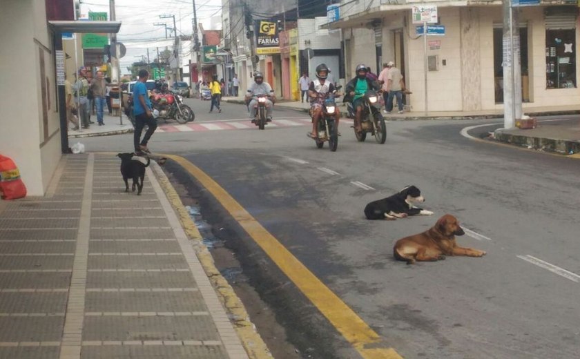 Prefeitura anuncia castração de cães abandonados nas ruas de Arapiraca