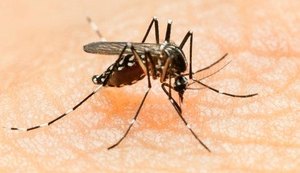 Medo do Aedes faz venda de repelente disparar e impulsiona novos negócios